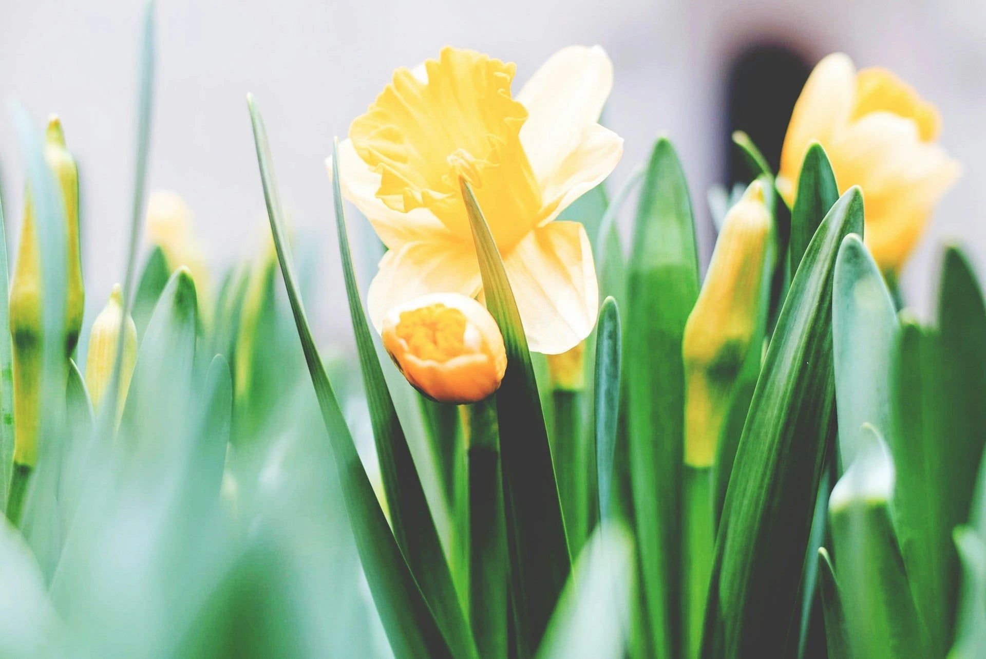 Ireland AM - Easter Collection
