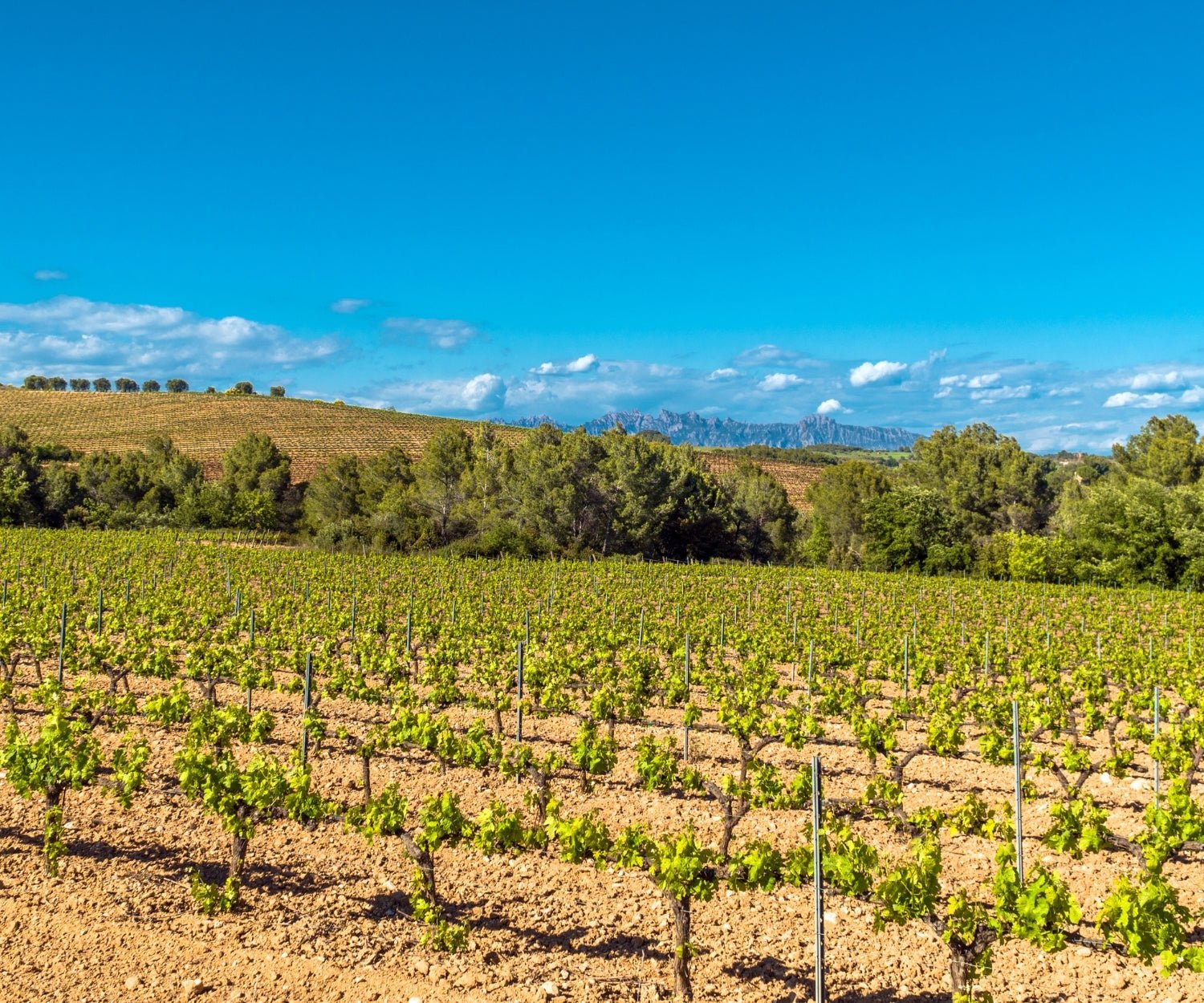 Penedes - The Nude Wine Co