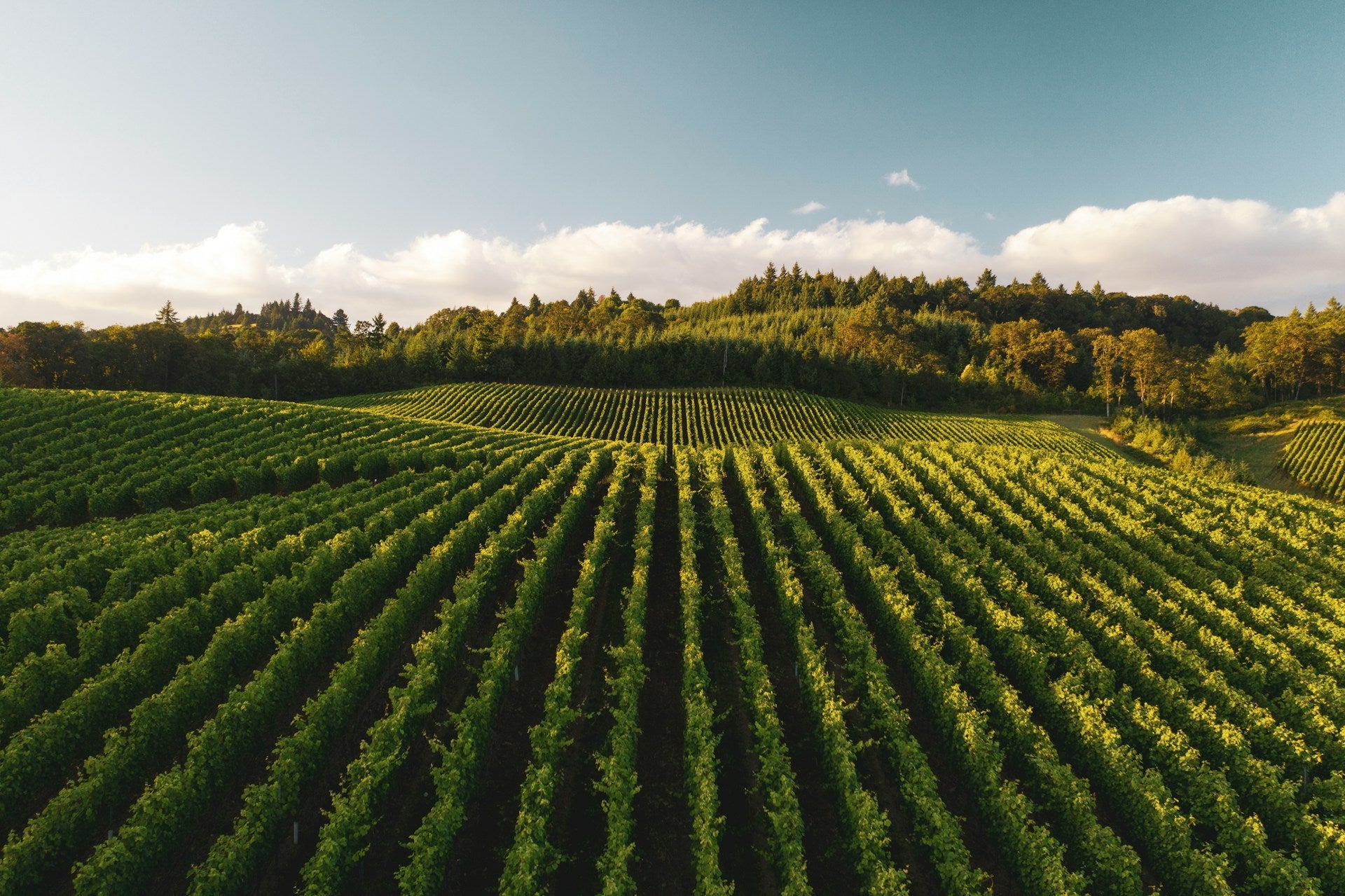 Organic Wine