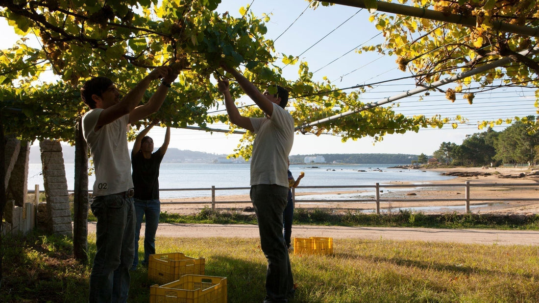 What Does Albarino Taste Like? Discover Spain’s Bright Coastal Classic
