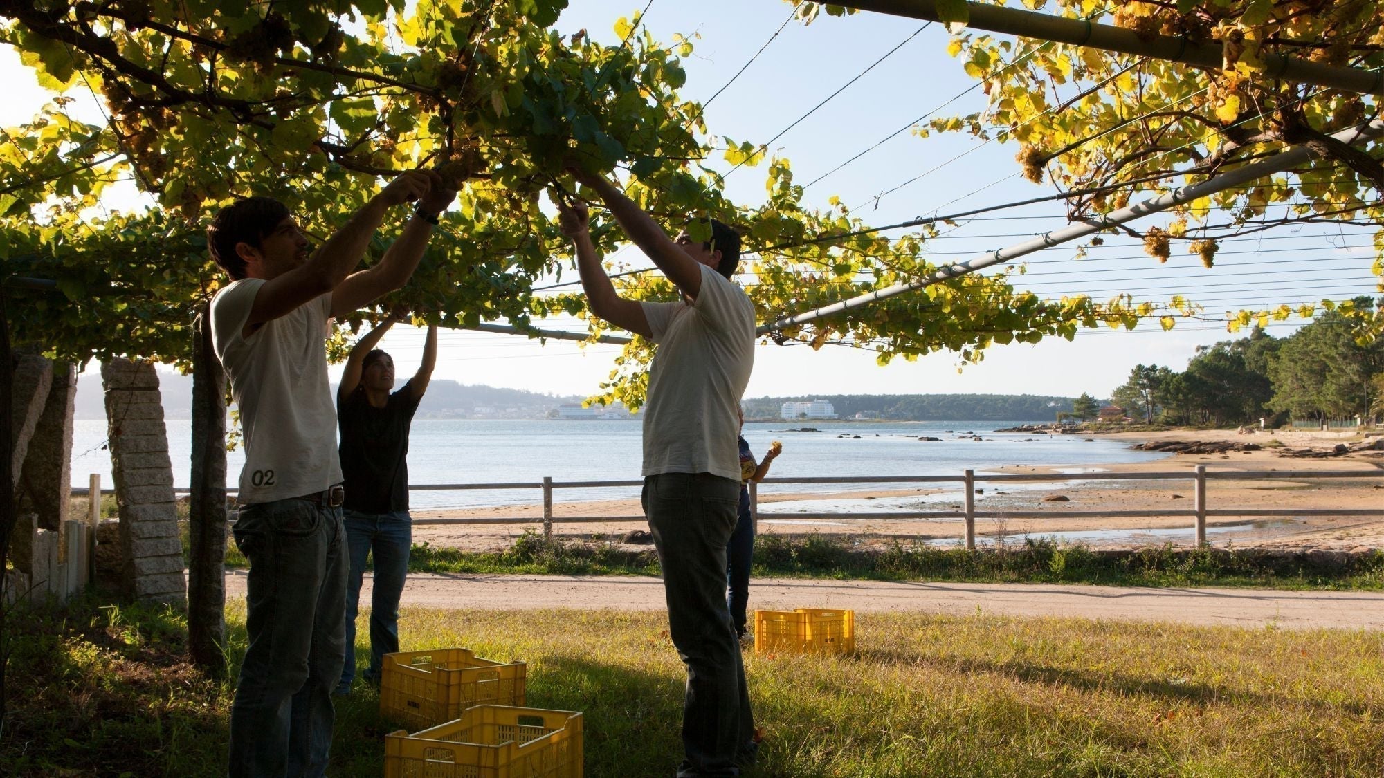 What Does Albarino Taste Like? Discover Spain’s Bright Coastal Classic