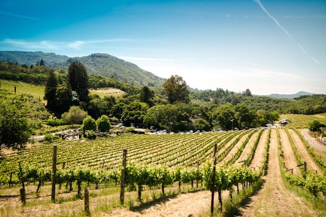 Portuguese Wine Regions You Need to Know - The Nude Wine Co