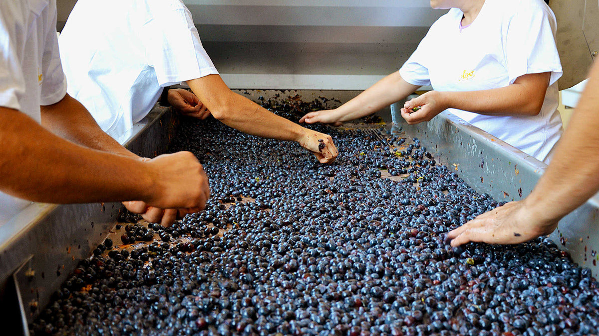 Comparing Barolo to Brunello - The Nude Wine Co