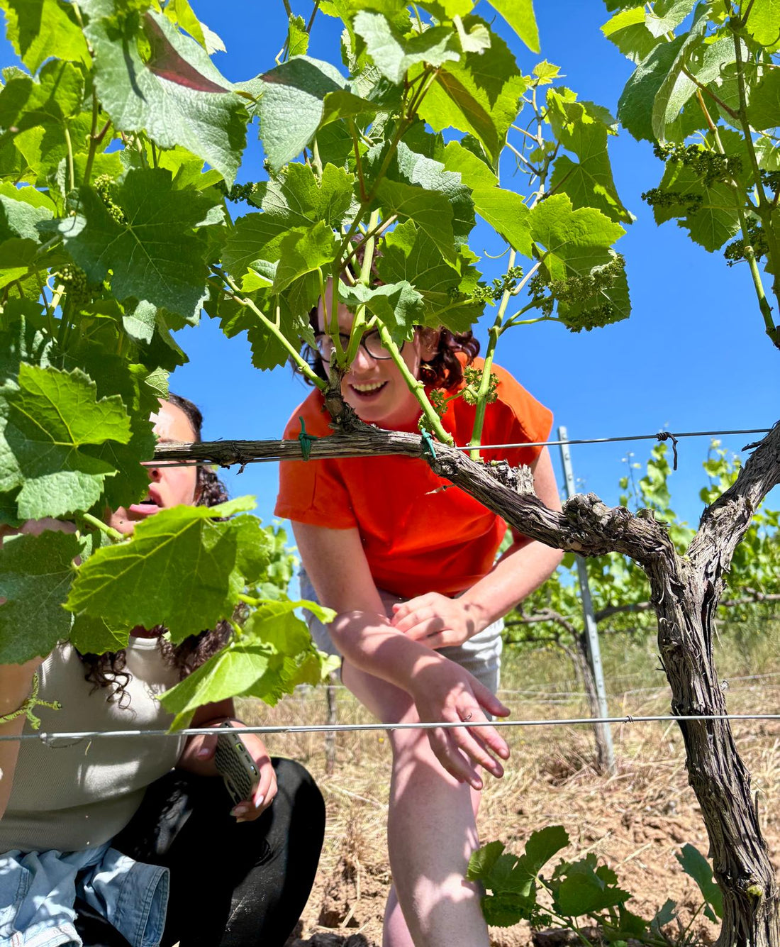 Penedes: Spain’s Best Kept Wine Secret - The Nude Wine Co