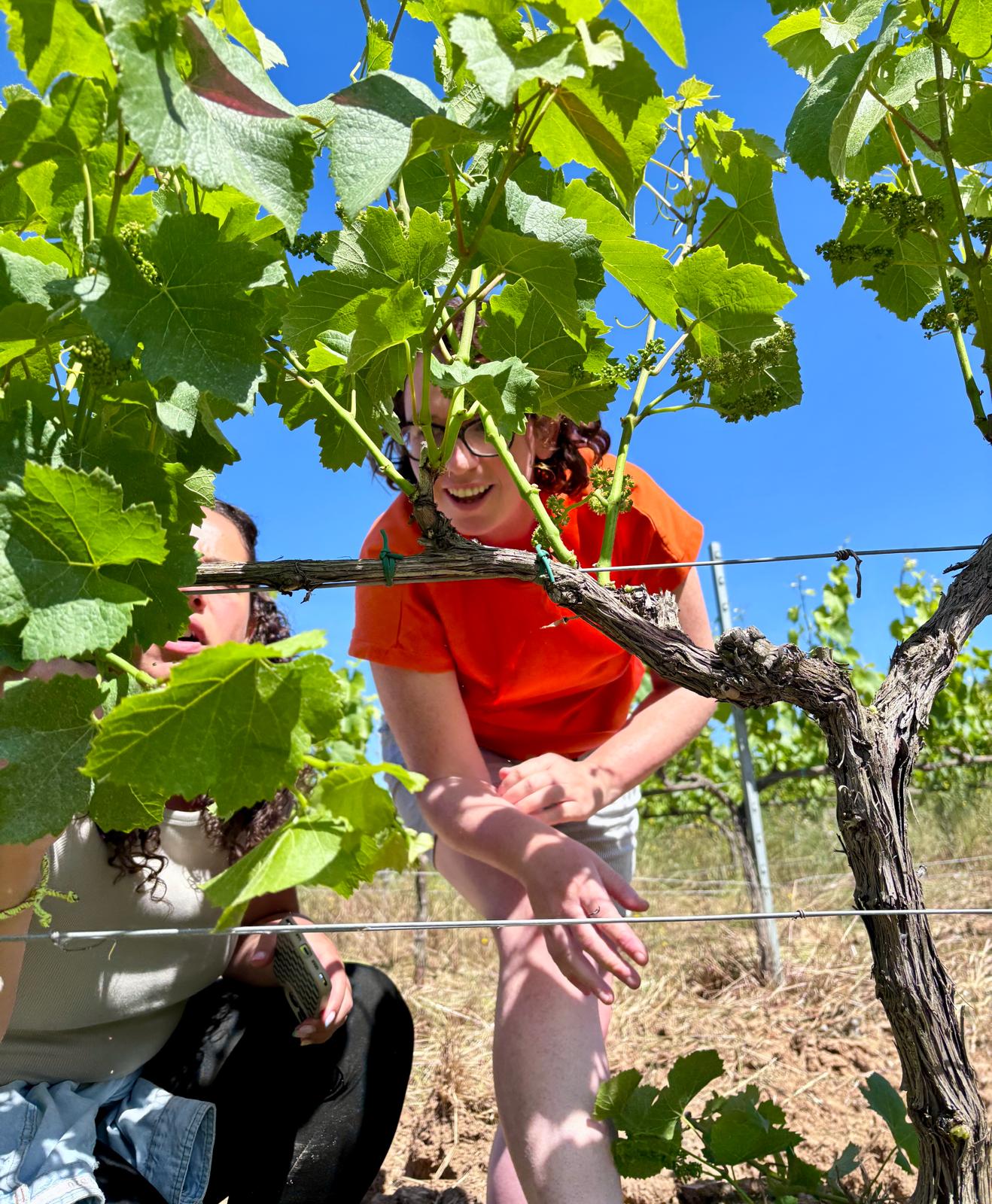 Penedes: Spain’s Best Kept Wine Secret - The Nude Wine Co