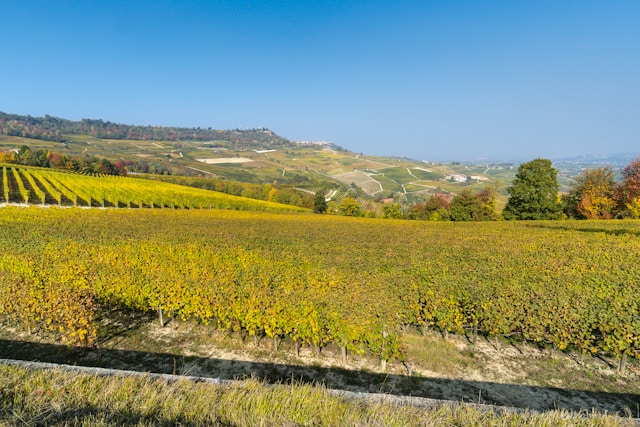 Nebbiolo wine