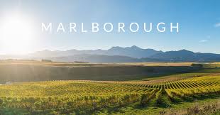 What I Learned About Sauvignon Blanc During My Marlborough Harvest - The Nude Wine Co
