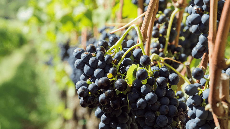 Syrah vs Shiraz