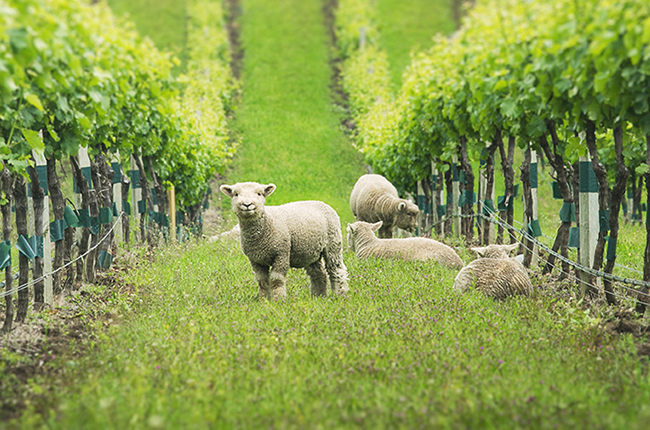 Old World vs New World Wines: France vs New Zealand Sauvignon Blanc