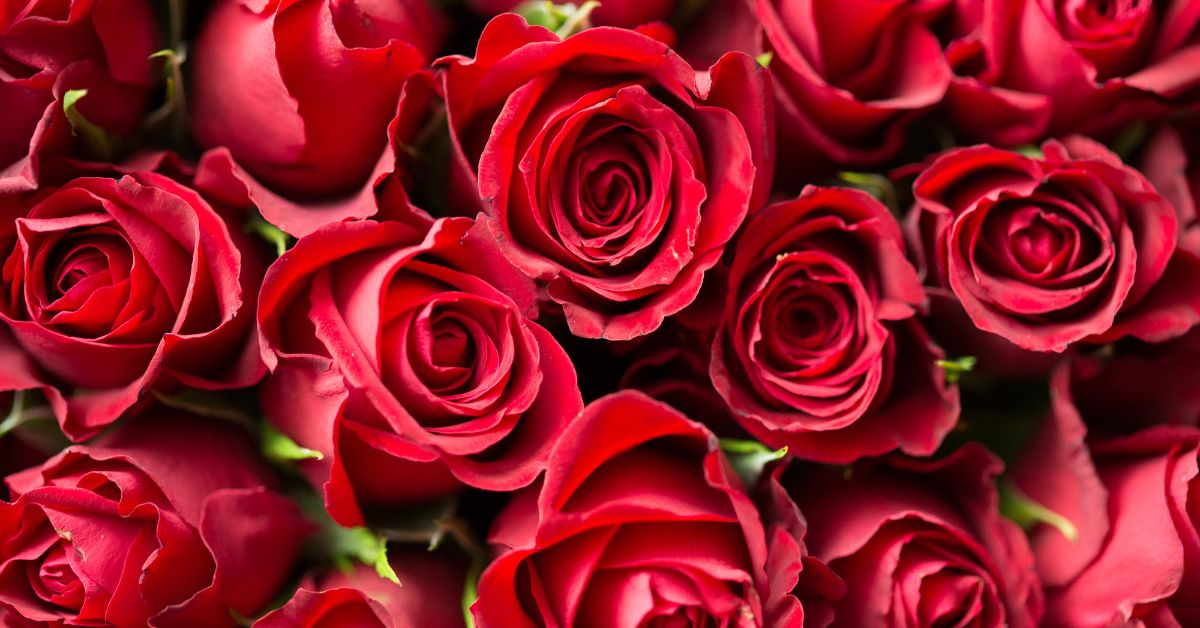 Valentine's Day