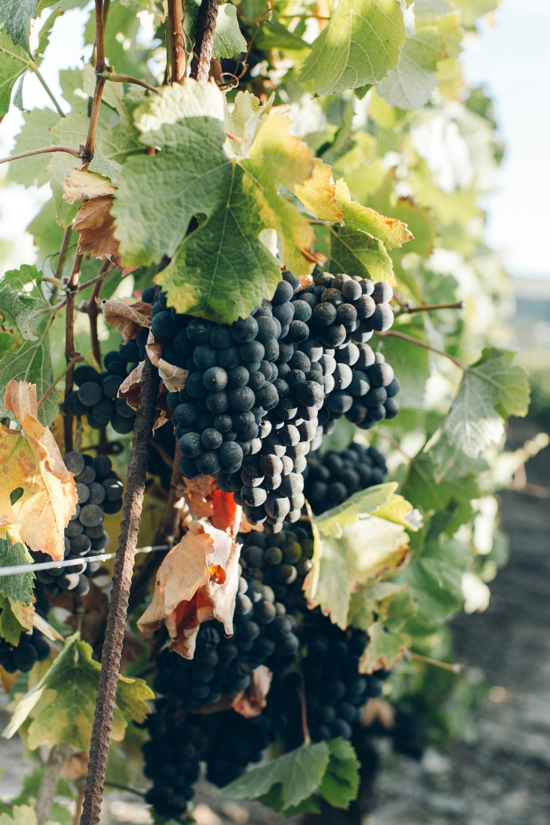 Malbec