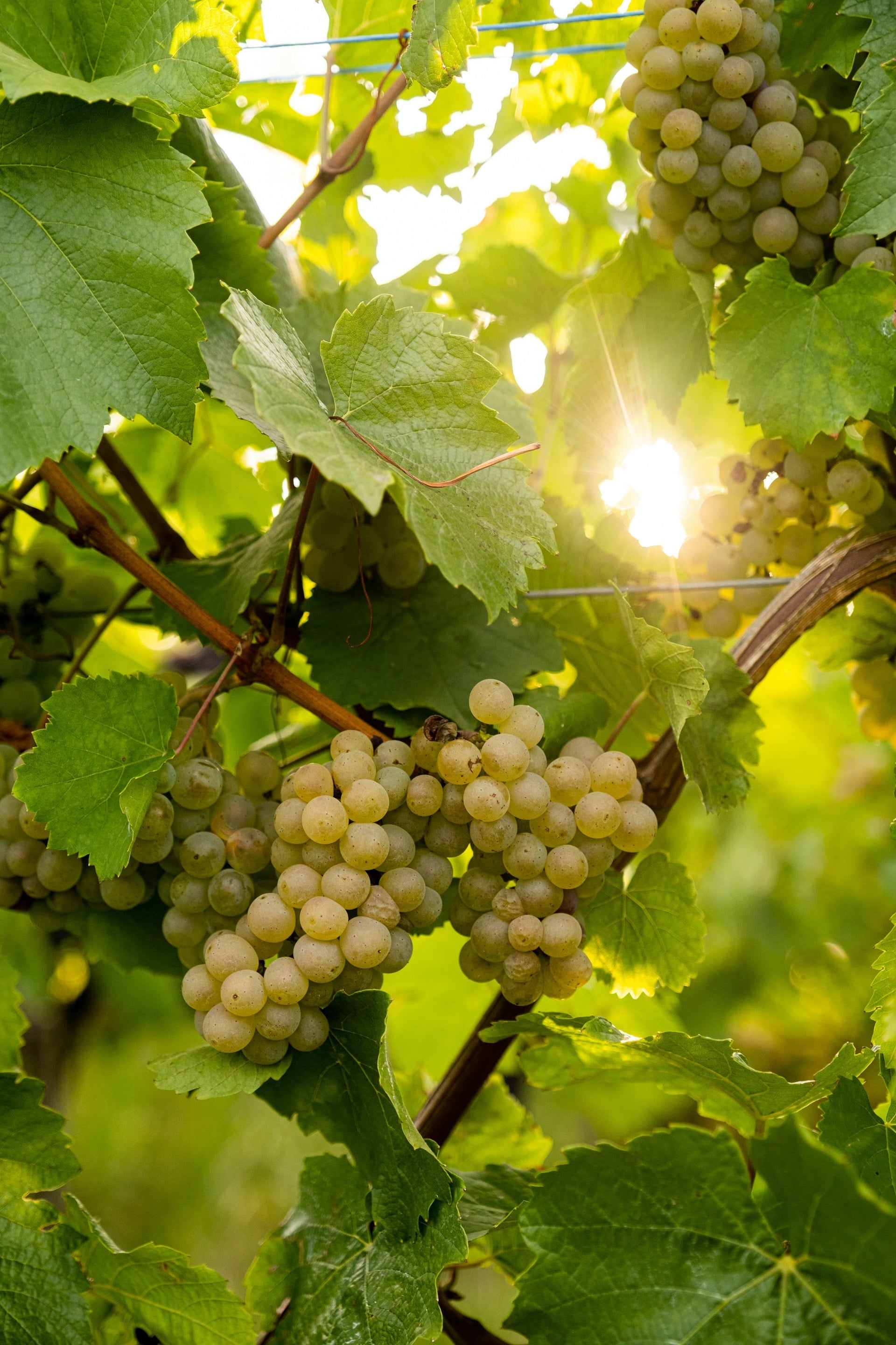 Pinot Grigio