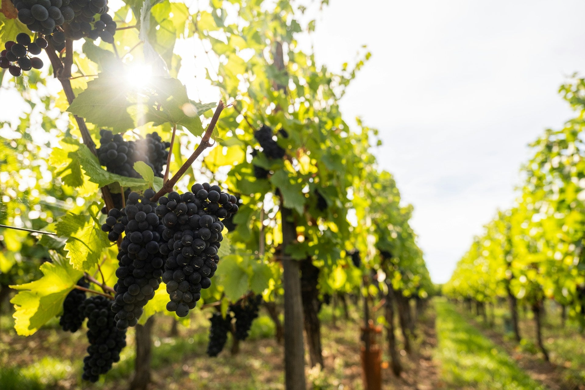 Pinot Noir