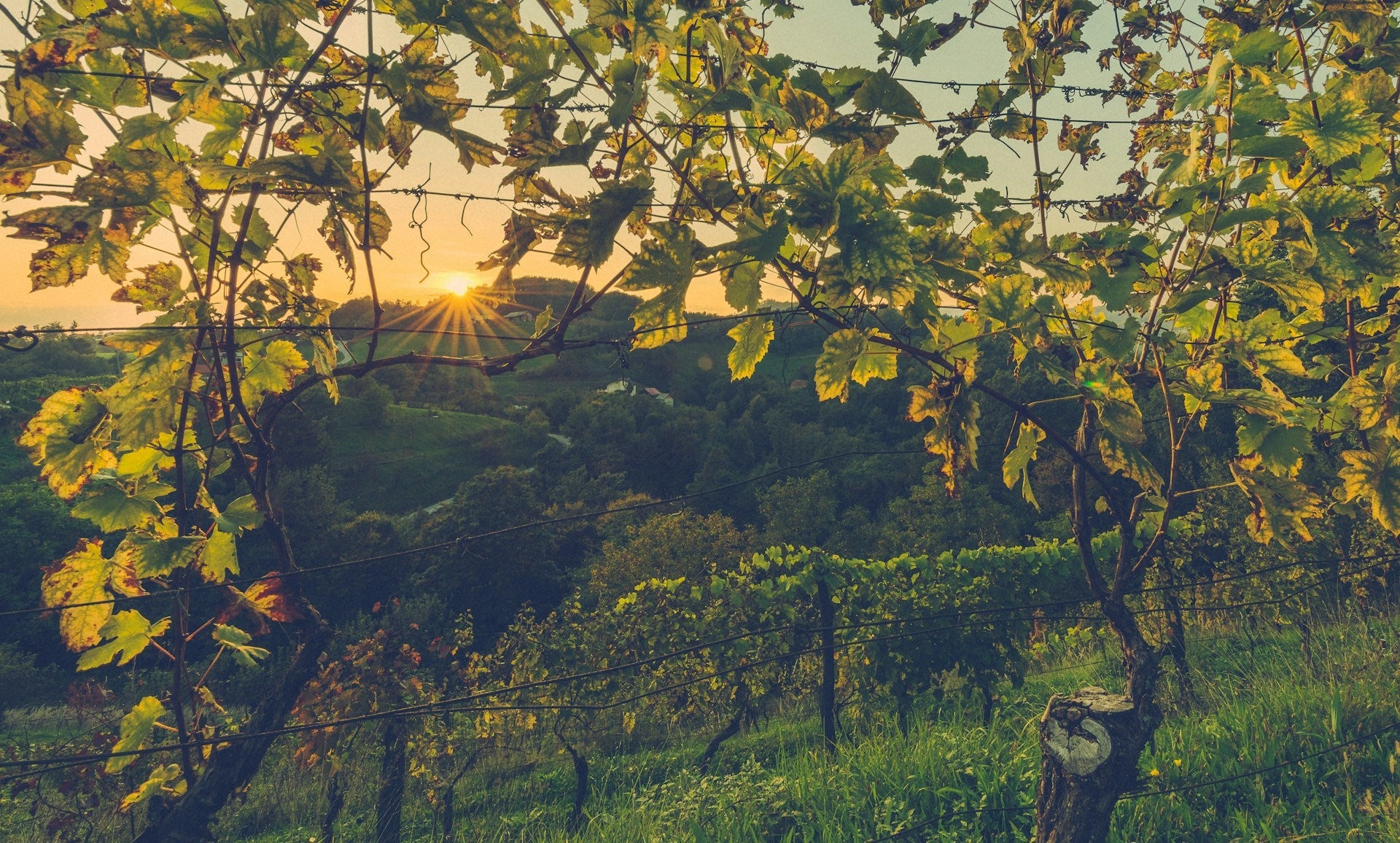 Viognier