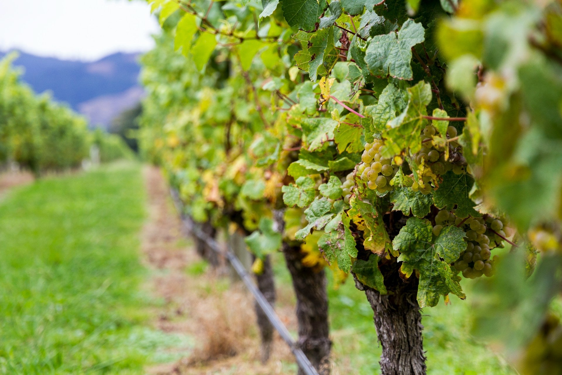 Riesling