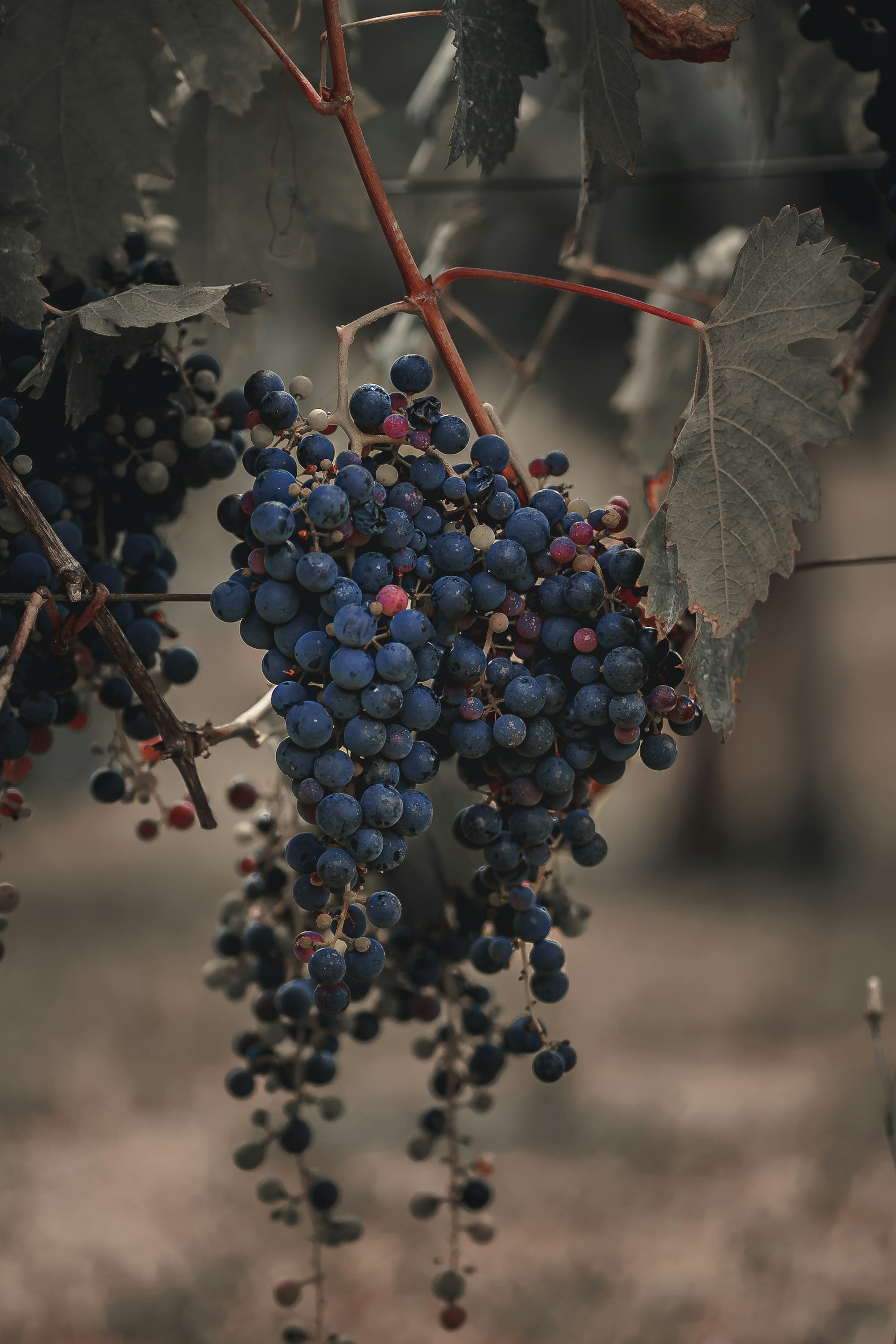 Merlot