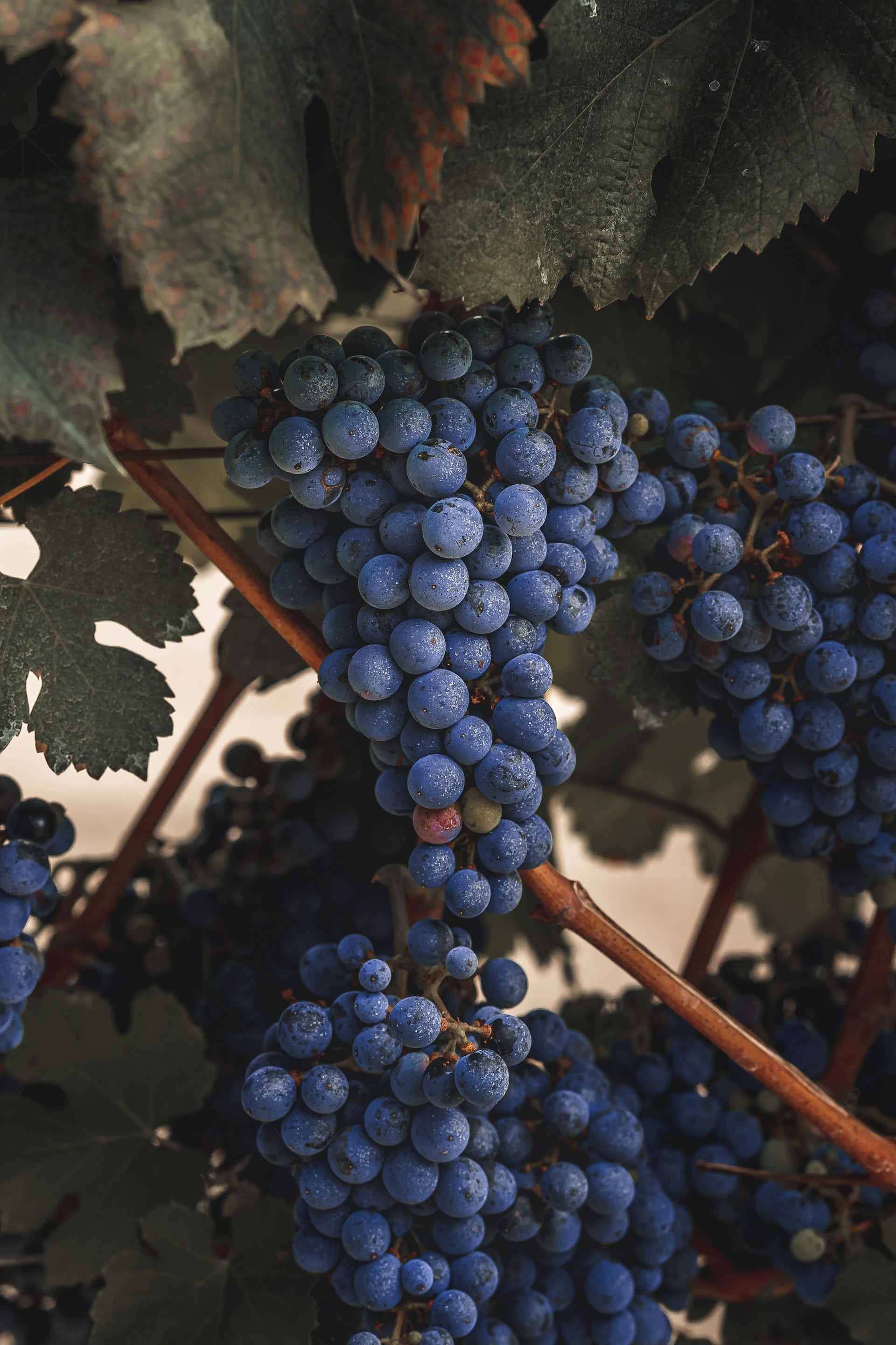 Cabernet Sauvignon