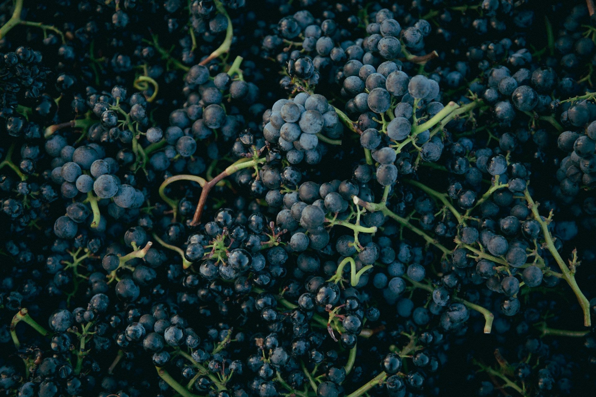 Grenache - Garnacha