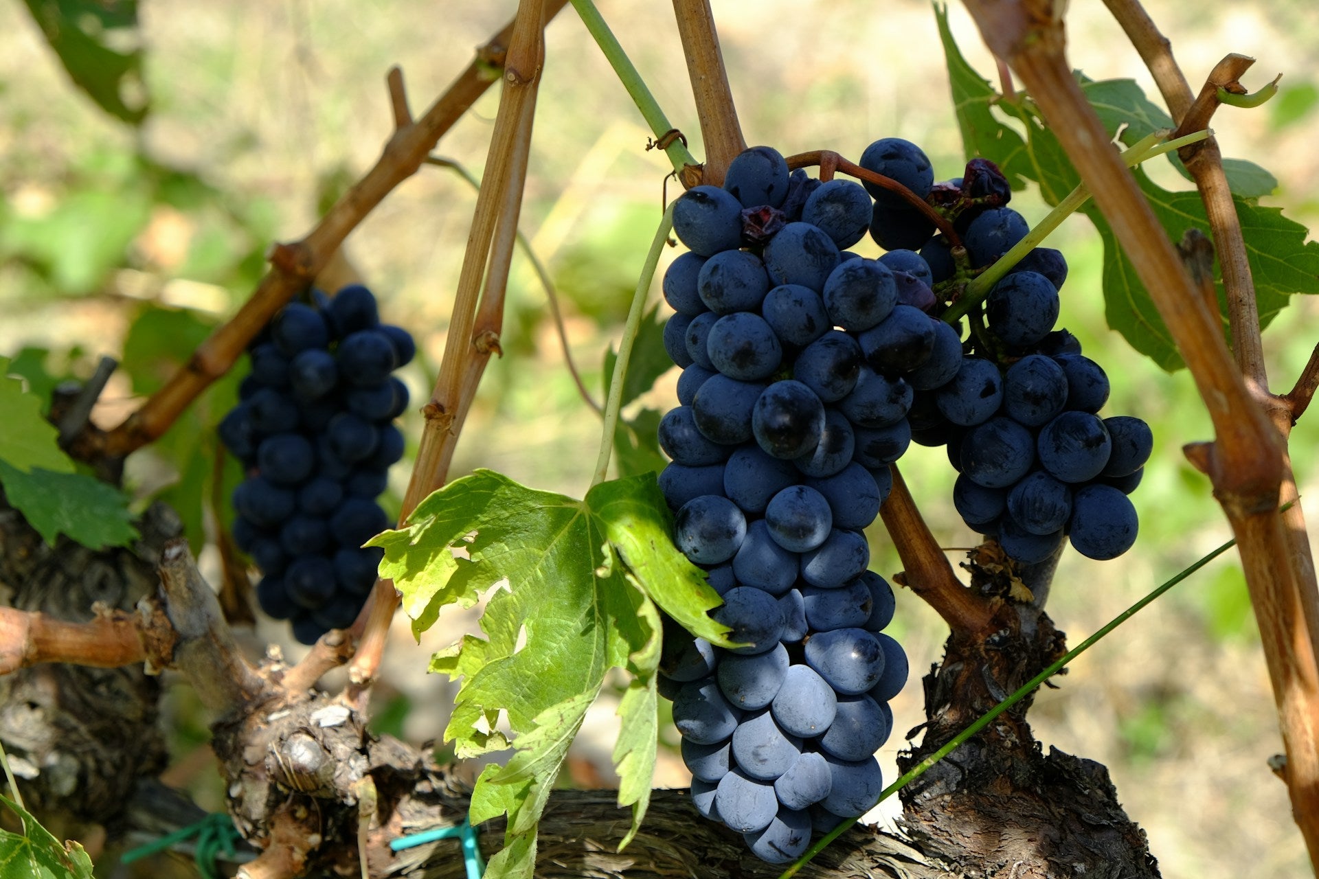 Syrah/Shiraz