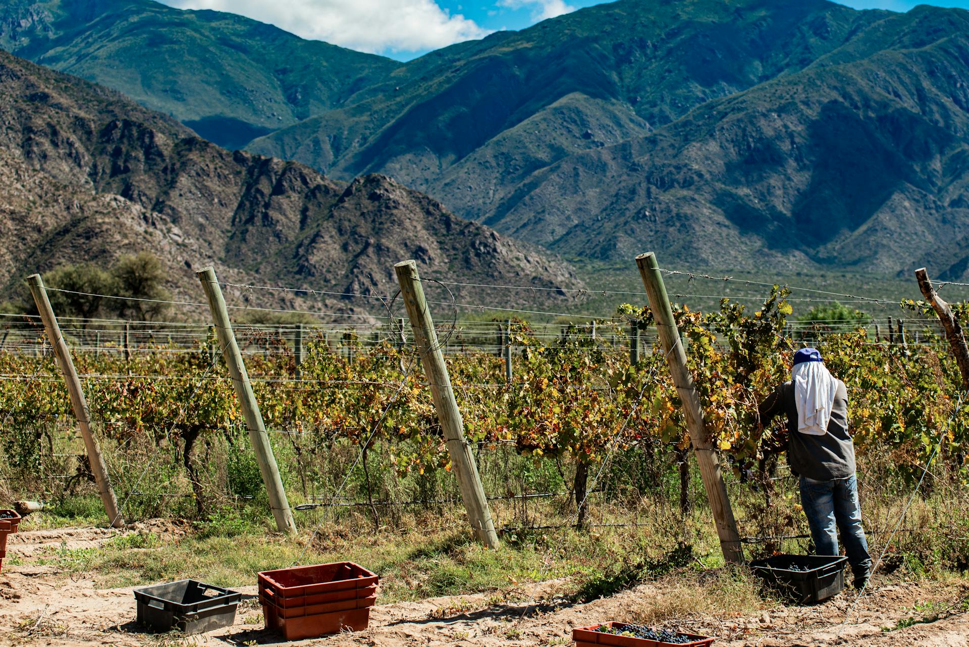 Argentina - The Nude Wine Co