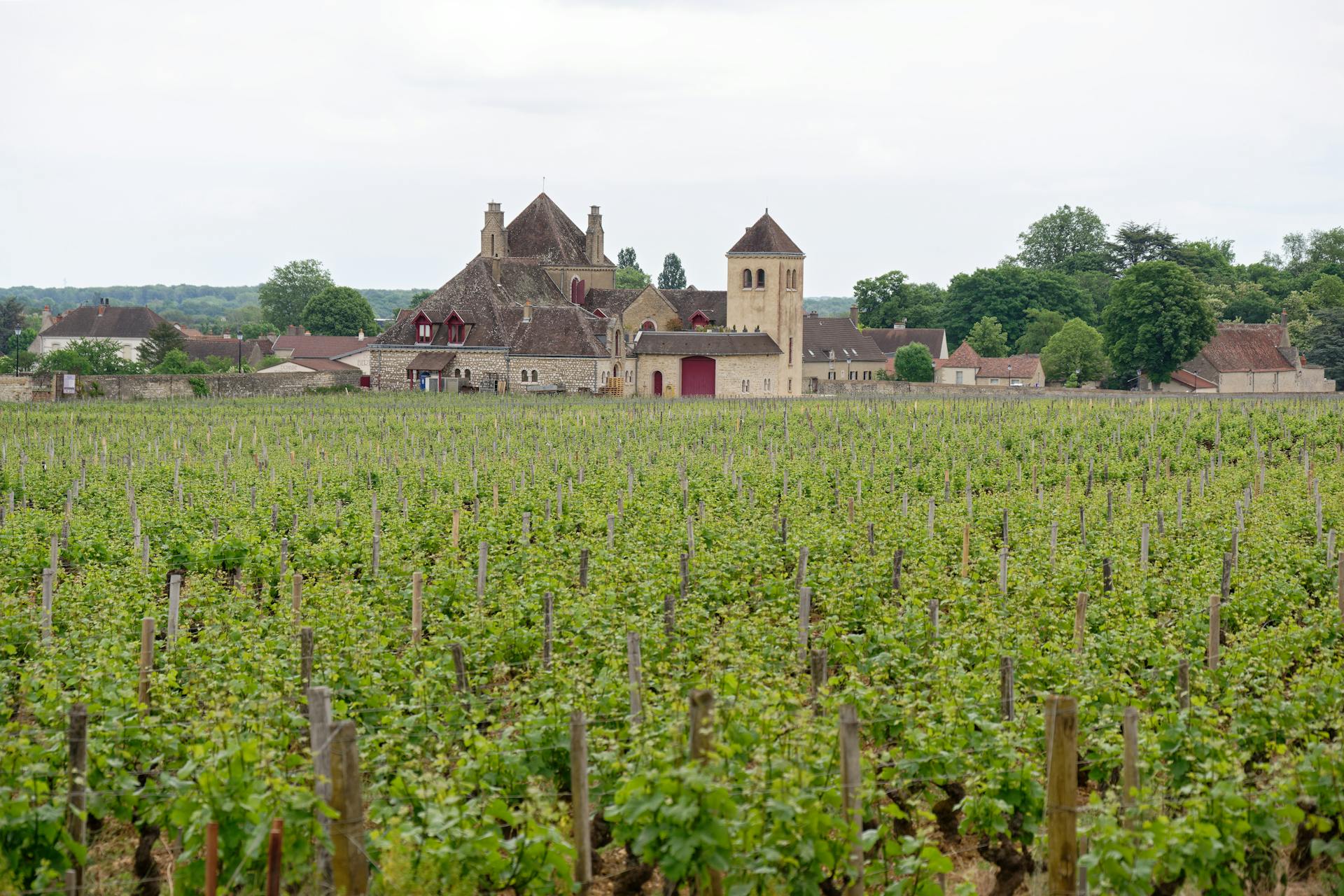 Burgundy - The Nude Wine Co