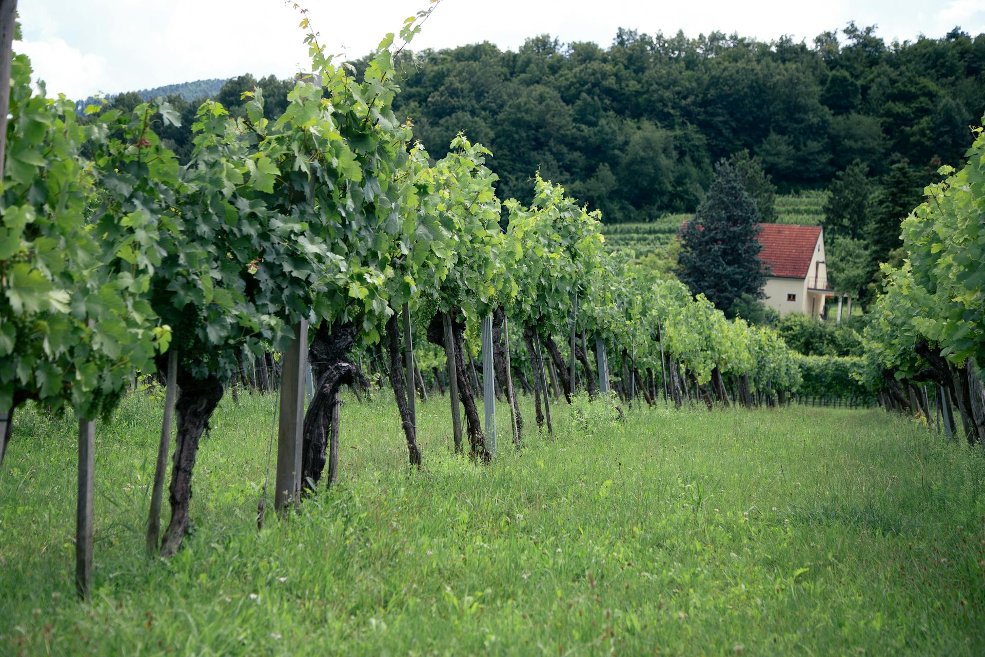 Austria - The Nude Wine Co