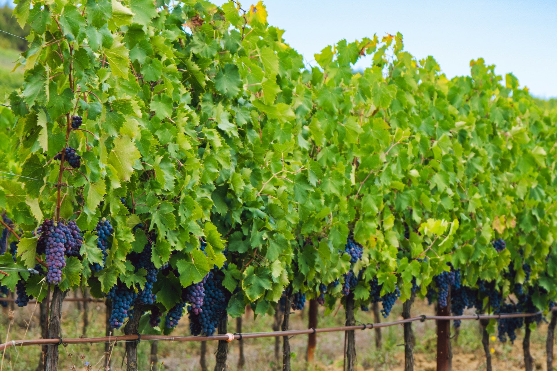 Sangiovese