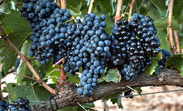 Red Grapes
