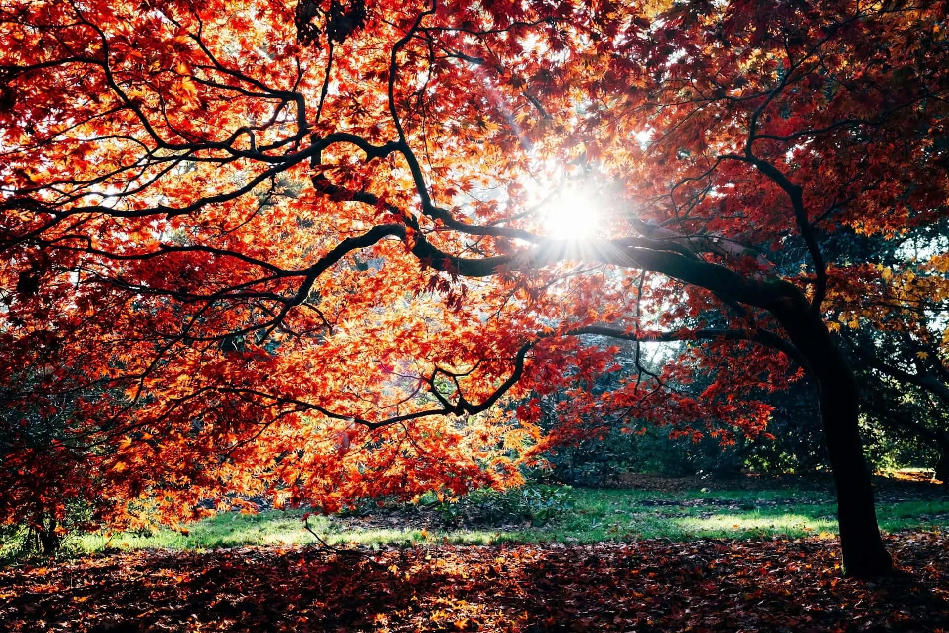 Autumn scene with a tree with red leaves in a park